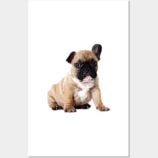 Precious French Bulldog Puppy Posters and Art